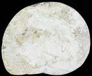 Cut and Polished Lower Jurassic Ammonite - England #62565-1
